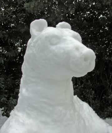 Detail of Bear's head